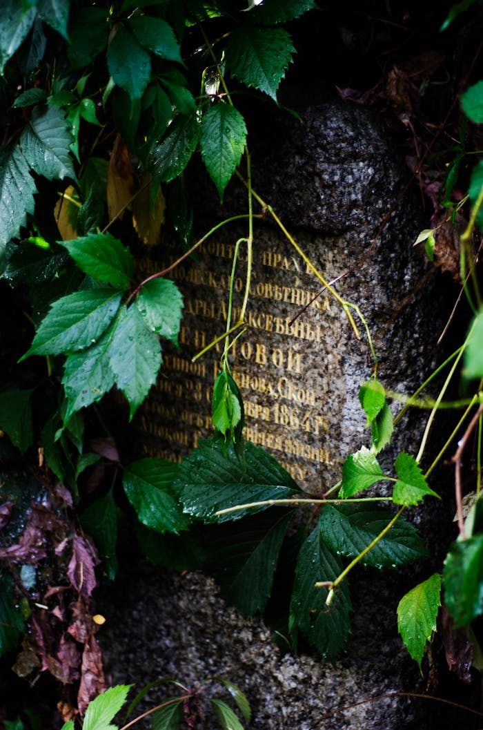 Close-up of a moss-covered tombstone surrounded by lush green vines, evoking a serene and natural atmosphere.